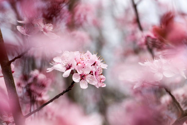 istock flowers of red cherry blossom 1284165011