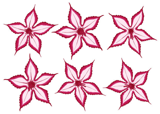 Impala Lily illustration. Set of 6 abstract lily flower vector illustration isolated on white background. Impala Lily illustration. Set of 6 abstract lily flower vector illustration isolated on white background. adenium obesum stock illustrations