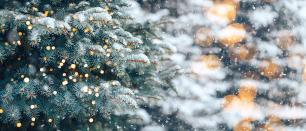 istock Christmas tree without decorations outdoor in park with bokeh, beautiful blue spruce snow fall 1284165833