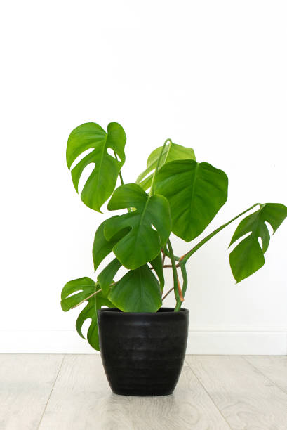 istock monstera house plant in white interior. vertical 1284165871