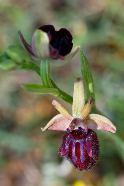 istock Early Spider-orchid in Cape Kamenjak, Croatia 1284169779