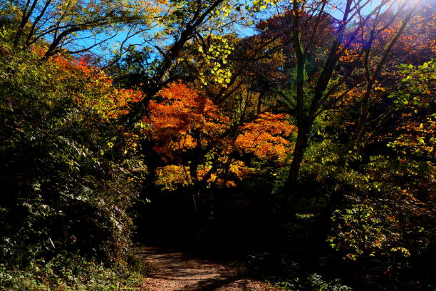 istock Mountain streams and vivid autumn leaves 1284170721