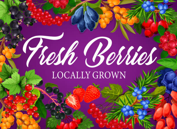 ilustrações de stock, clip art, desenhos animados e ícones de berry fruits raspberry, blackberry and strawberry - blackberry blueberry cranberry black currant