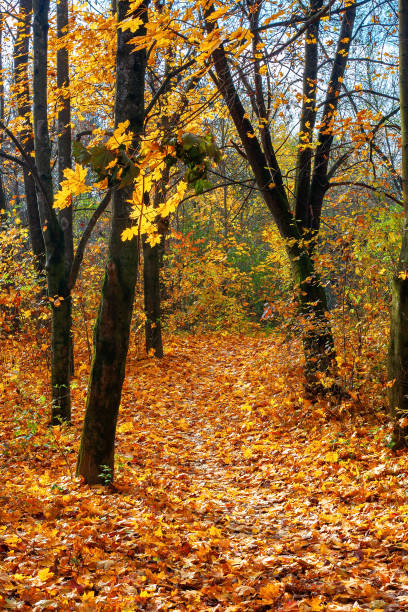 istock sunny autumn landscape in the woods 1284171931