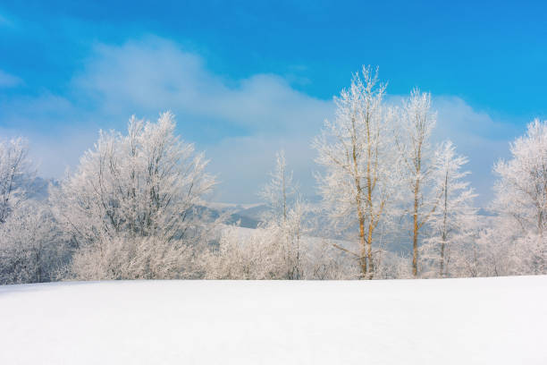 istock trees in hoarfrost on a snow covered meadow 1284171943
