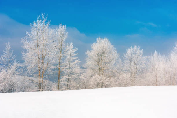 istock trees in hoarfrost on a snow covered meadow 1284171956
