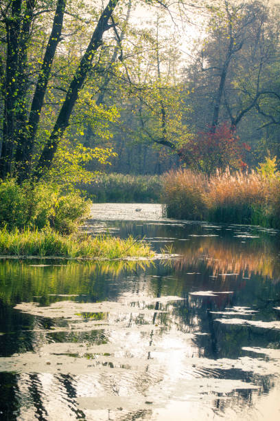 istock Fall forest landscape in Nature Reserve 1284172532