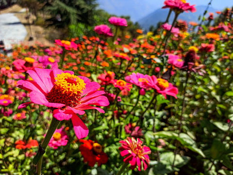 Colourful zinnia grow in the valley.