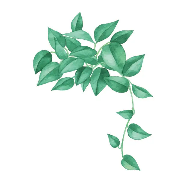 Vector illustration of Watercolor Hanging Plant