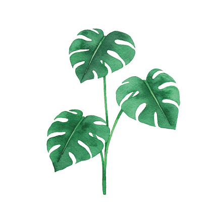 Vector illustration of monstera plant.