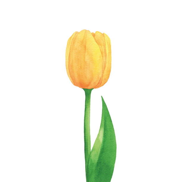 ilustraciones, imágenes clip art, dibujos animados e iconos de stock de acuarela amarillo tulipán - una sola flor