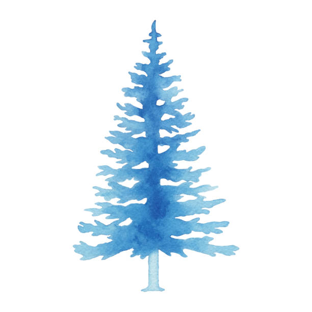 Watercolor Blue Pine Tree Vector illustration of blue pine tree. december clipart pictures stock illustrations