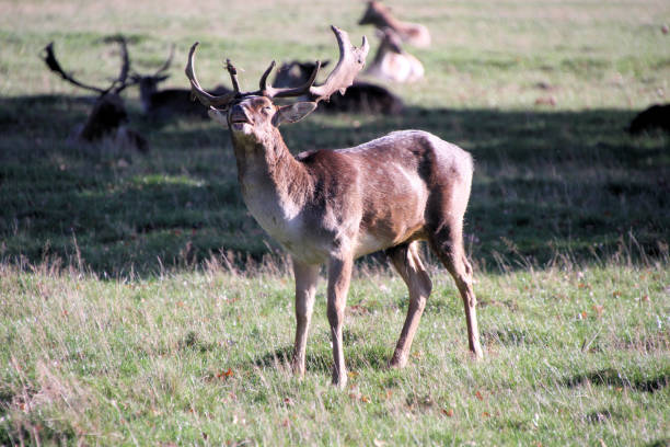 istock A close up of a Fallow Deer 1284174460