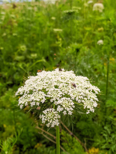 istock beautiful flowers perched by flies against a backdrop of greenery 1284174848