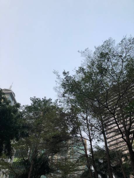 istock View of sky and silhouette of tree 1284174956