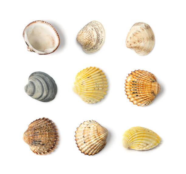 istock Multicolored Seashells Collection Isolated on White Background 1284175660