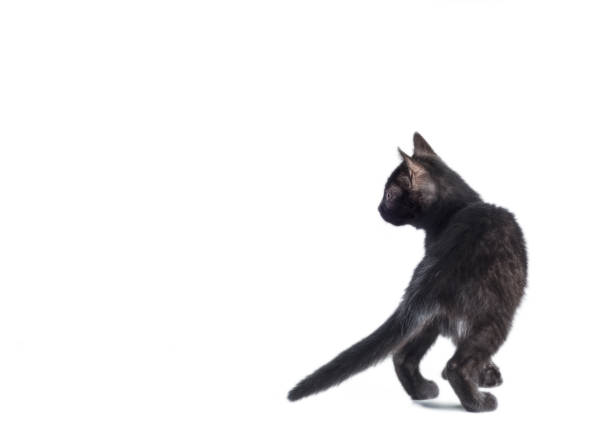 istock rear view of a black cat on a white background 1284175980