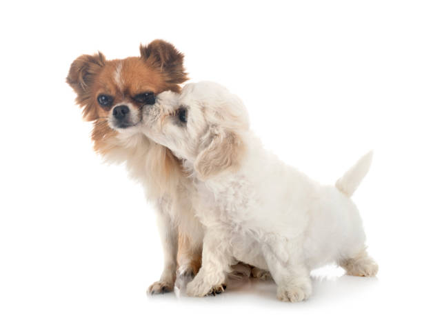 istock young Bichon Frise and chihuahua 1284176163