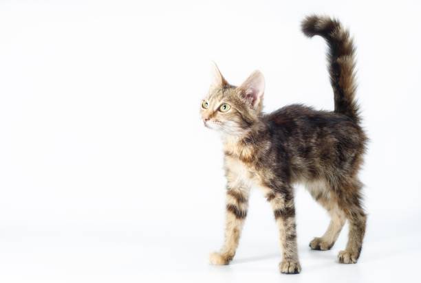 istock small tabby kitten stands and looks straight with its tail raised 1284176187