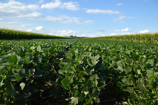 istock soya bean field in the spring with sunny blue sky 1284177465