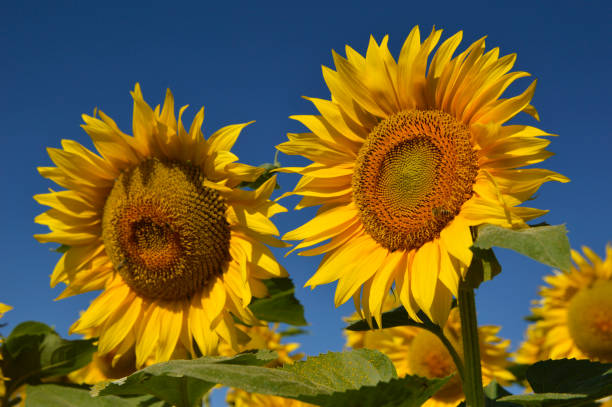 istock blooming sunflowers in sunlight with blue sky close up 1284177517