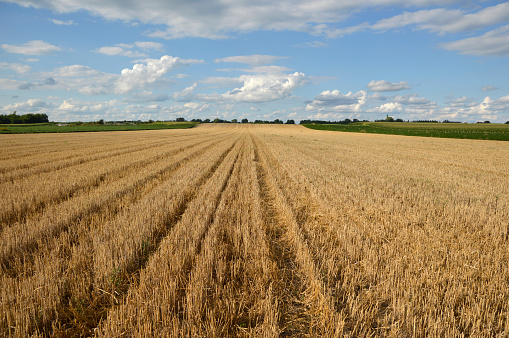 wheat field after the harvesting with blue sky in Vojvodina