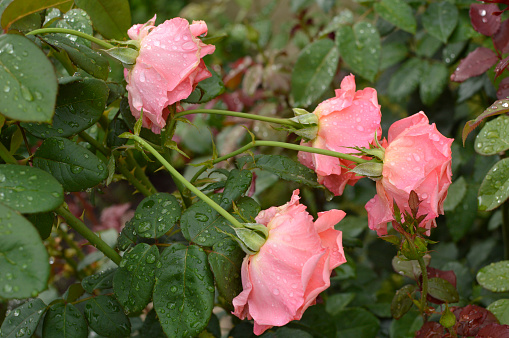 pink roses in the rain growing in the garden