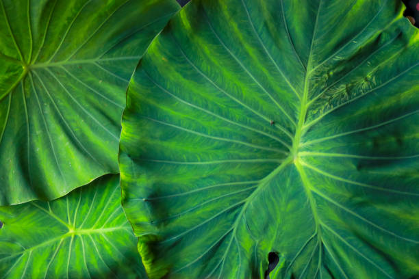 taro/colocasia leaf arrange on red color bed