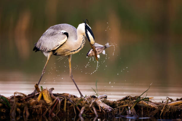 istock Gray heron catching fish in wilderness. 1284179894