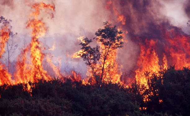 istock Wild bushfire burning out of control in native bushland 1284180726