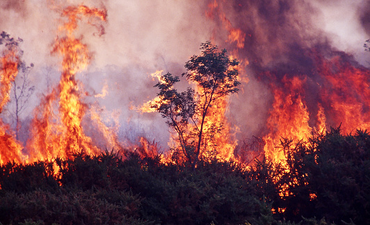 Wild bushfire burning out of control in native bushland in Tasmania, Australia