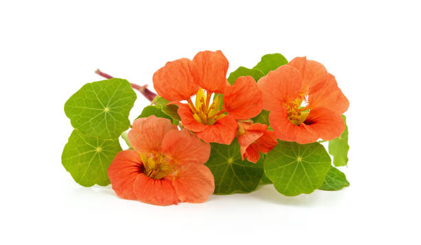 istock Bouquet of nasturtium on white background. 1284182107