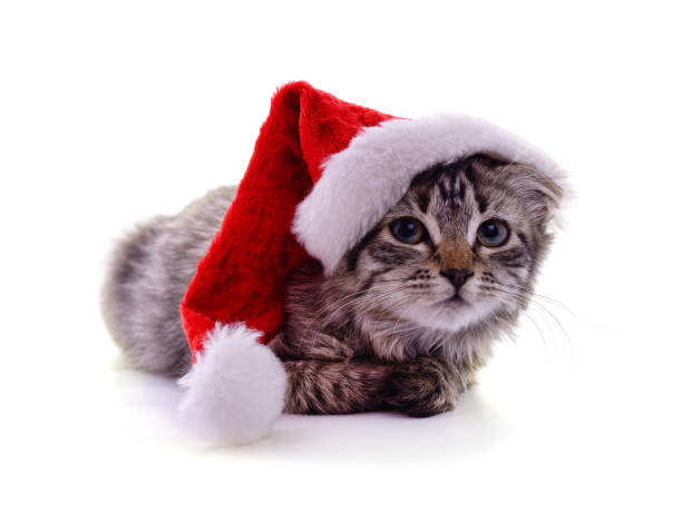 istock Kitten in the hat Santa. 1284182108