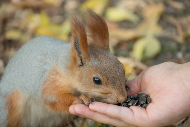 istock Feed the squirrel with seeds. A squirrel with a fluffy tail nibbles seeds. Wild nature. Squirrel eats close-up. Zoology, mammals, nature. Small rodent. The squirrel changes color by winter. 1284184964