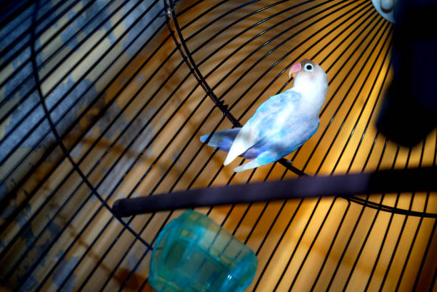 istock cage background, love birds gripping the upper cage 1284186087