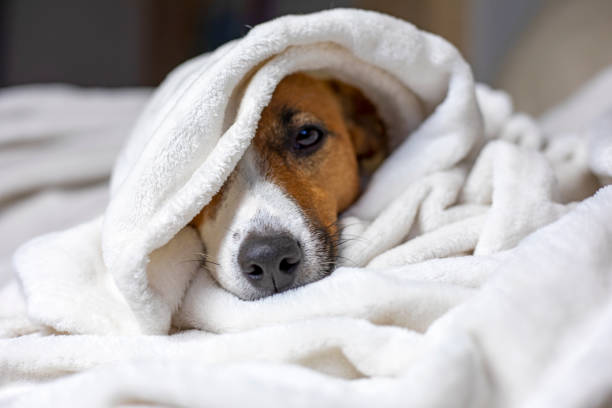 istock sad jack russell terrier basking under a white blanket, dog's nose,, comfort, horizontal, 1284186977