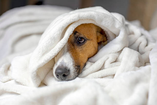 istock sad jack russell terrier basking under a white blanket, dog's nose,, comfort, horizontal, 1284186978