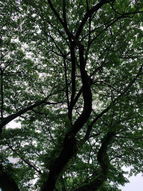 istock Random tree near the street 1284188837
