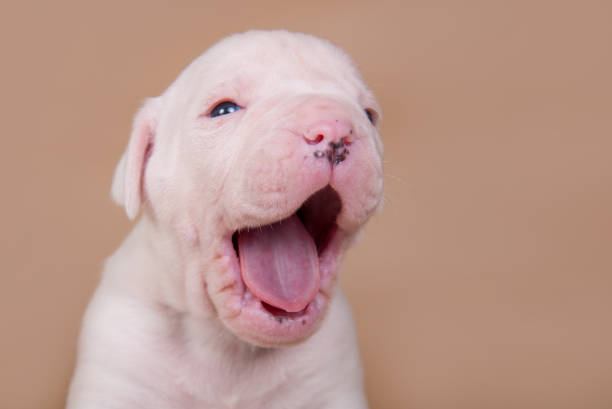 茶色にあくびをする小さなアメリカのブルドッグの子犬の犬 - american bulldog audio ストックフォトと画像