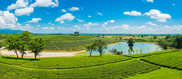 Panorama of Choui Fong Tea Plantation on a hill that is famous in Chiang Rai and is a popular tourist destination in Thailand.