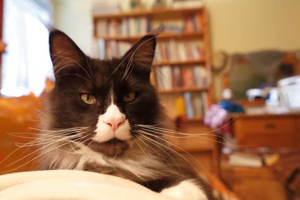 istock Big Maine coon tomcat plays 1284192140