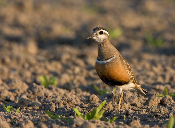 istock Eurasian Dotterel, Morinelplevier, Charadrius morinellus 1284193124