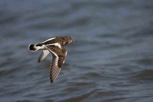 istock Bird image from Dutch Wadden isle Vlieland. 1284193251