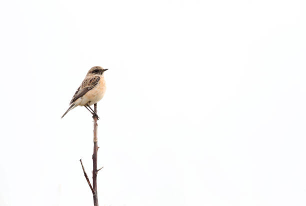 istock Bird image from Dutch Wadden isle Vlieland. 1284193312