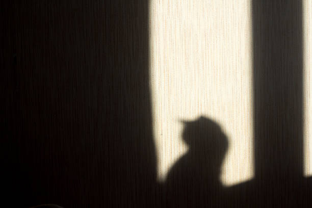 istock shadow of a cat on the wall from the sun hitting the window 1284194516