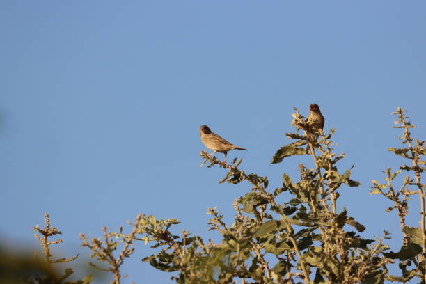sparrow bird on wire and tree sparrow bird on wire and tree hayvan temaları stock pictures, royalty-free photos & images