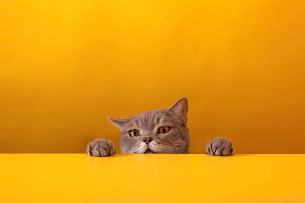 istock Big-eyed naughty obese cat looking at the target. 1284196285