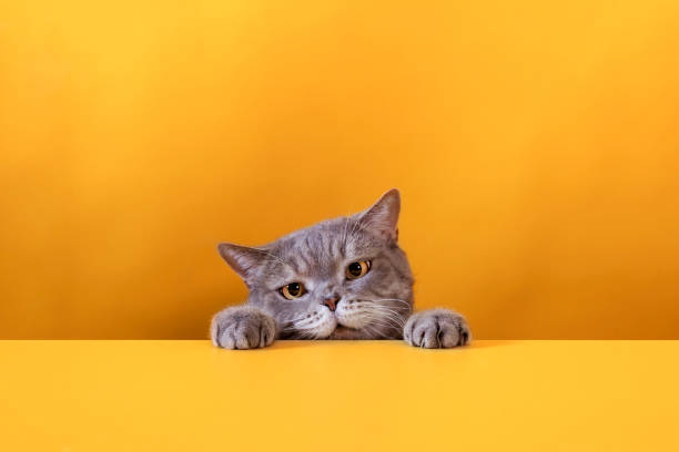 istock Big-eyed naughty obese cat looking at the target. 1284196286