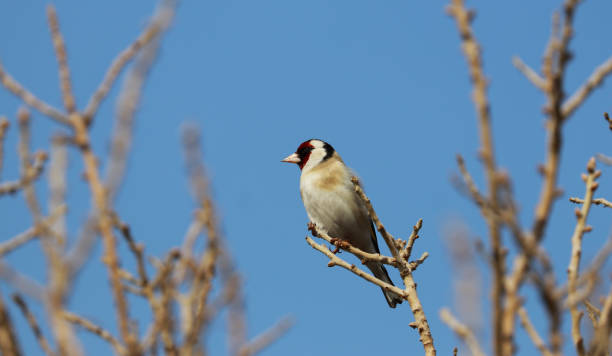 Carduelis carduelis bird resting on a tree branch Carduelis carduelis bird resting on a tree branch hayvan temaları stock pictures, royalty-free photos & images