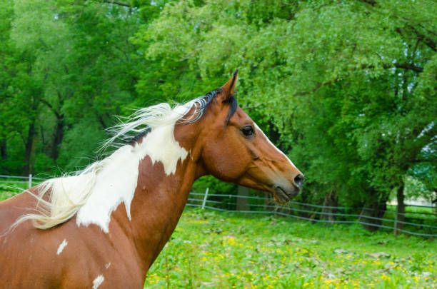 istock Pinto horse galloping in the pasture 1284196382